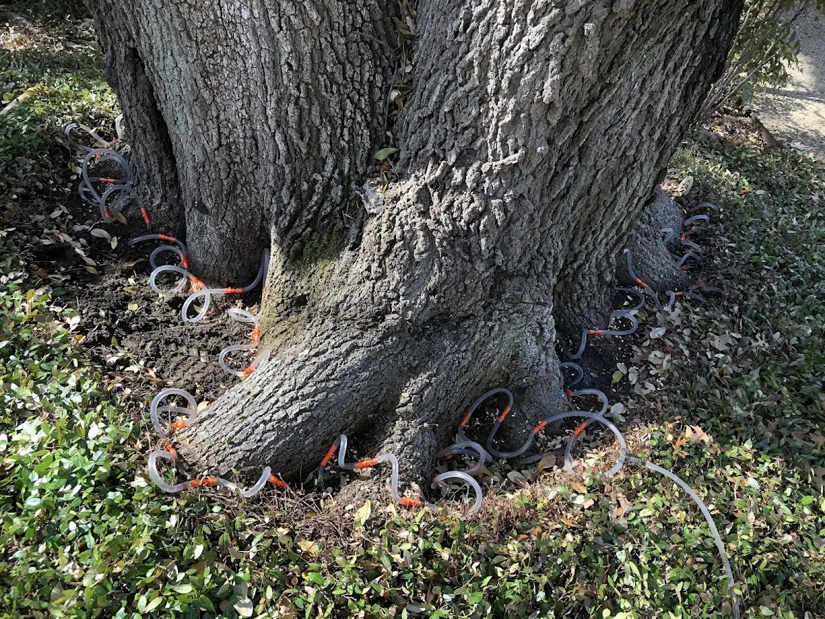 Detailed Tree Cabling and Bracing job site in Success